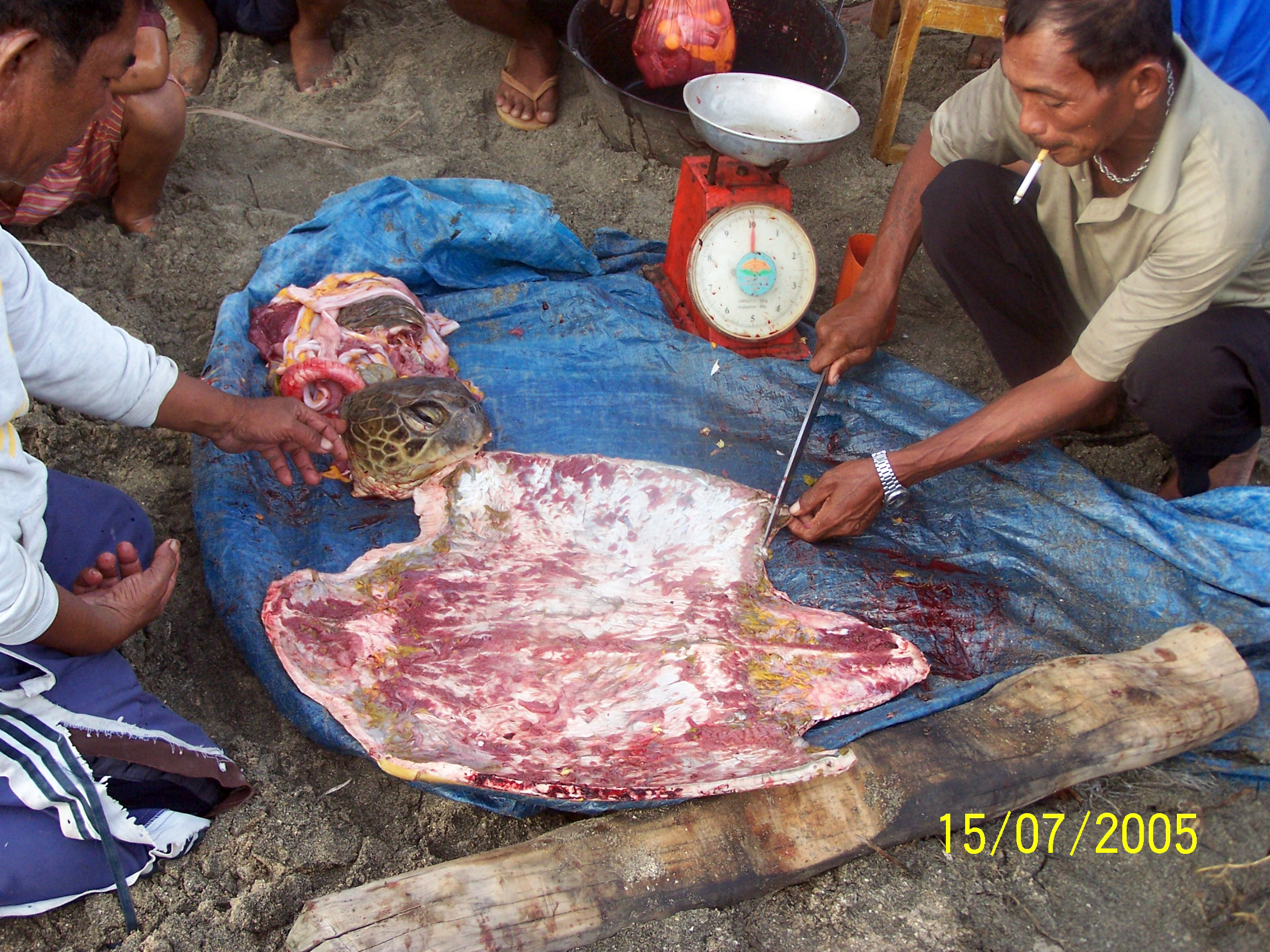 Butchering a sea turtle and distributing meat and eggs to fellow villagers